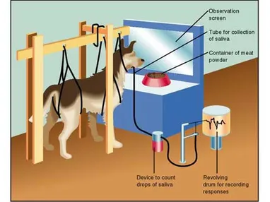 Pavlov's digestion experiments