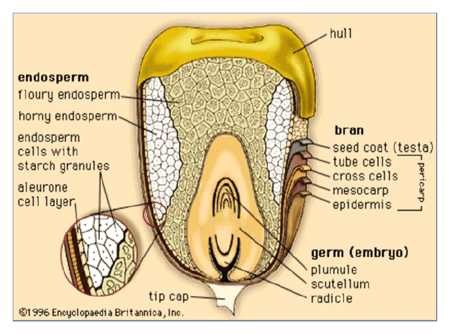 Corn Kernel