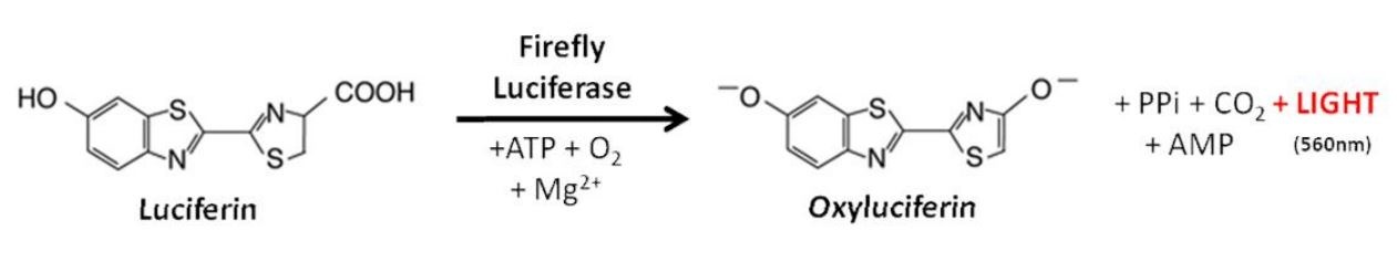 Luciferin Reaction