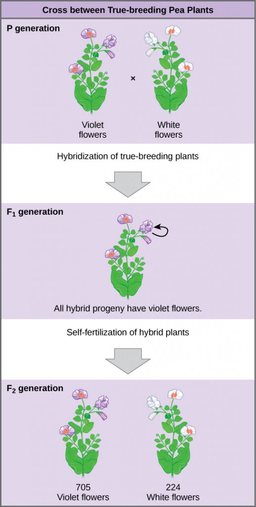 Mendel's Hybridization Experiment Setup