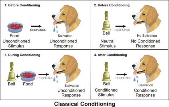 Pavlov dog experiment