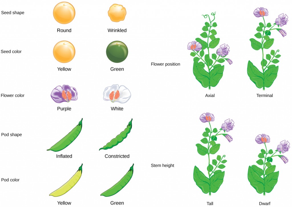 Pea Characteristics