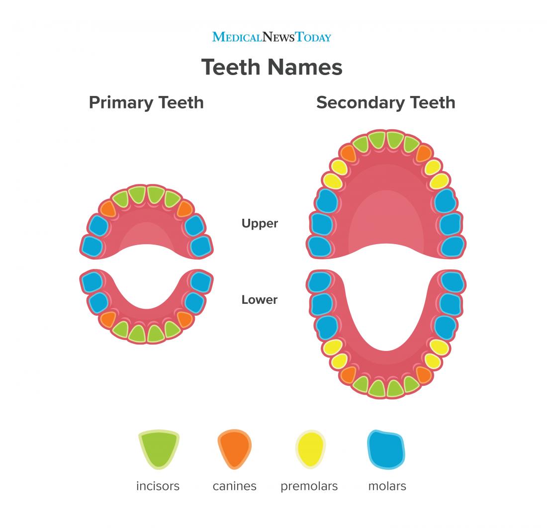 The human teeth